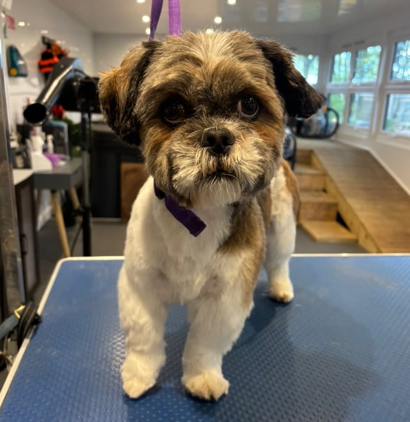 A freshly groomed Shih Tzu with a teddy-bear face trim and purple bow on the grooming table in the salon