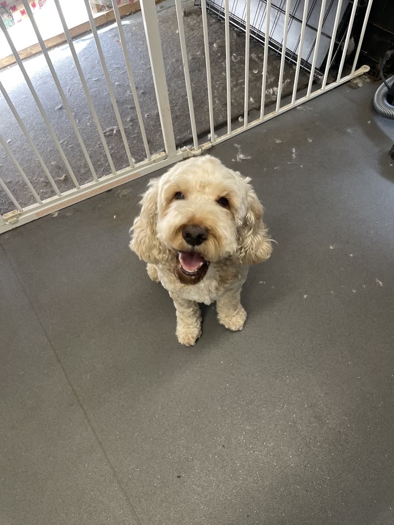 A cream cockapoo standing by the pen gate after its clip, clippings on the floor