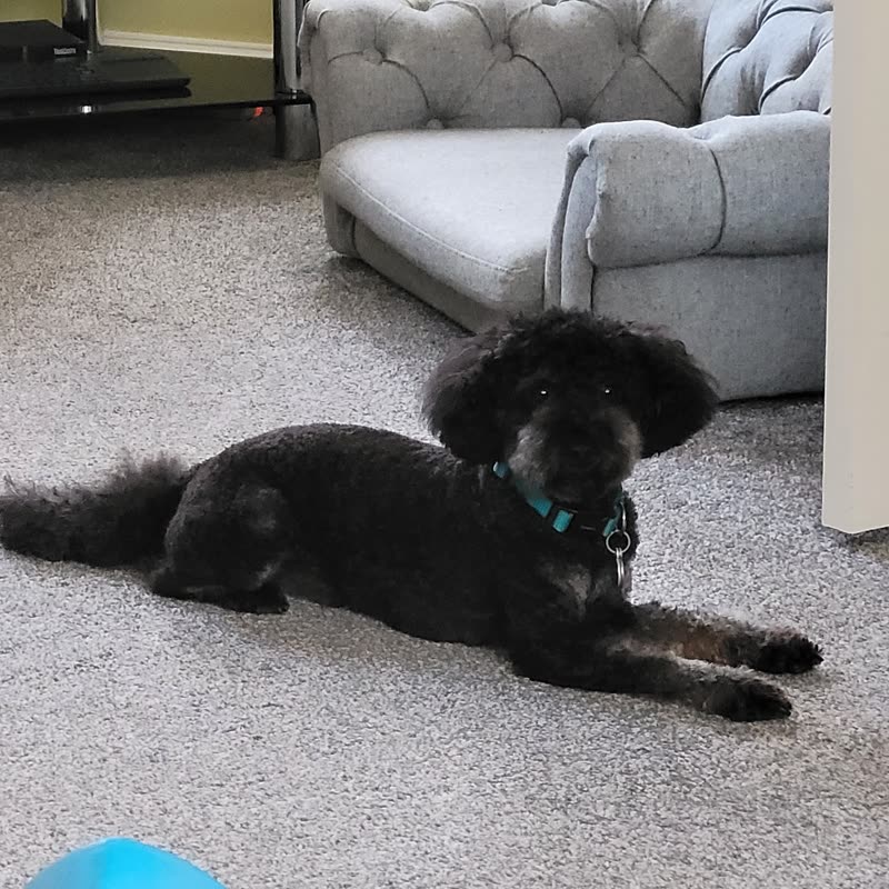A black poodle-cross with a short all-over clip resting at home
