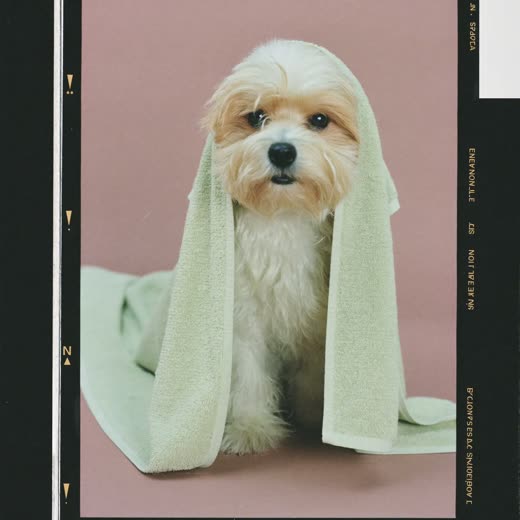A small dog wrapped in a towel after a bath