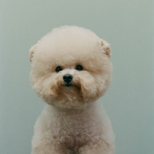 Close-up of a small dog with a freshly scissored round face