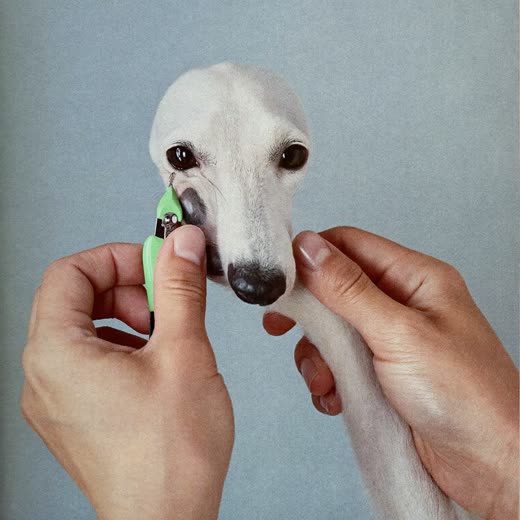 Hands trimming a dog's nails with pet clippers