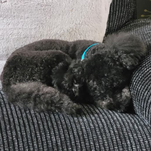 A black poodle-cross curled up asleep on a knitted throw